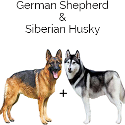 Gerberian Shepsky Dog